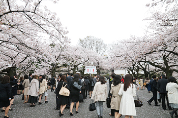 新生们经过盛开的樱花树前往日本武道馆