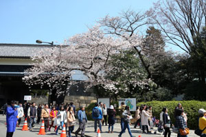 Cherry blossoms in bloom near the University—the vicinity of which is one of the most popular places to enjoy cherry blossoms in Japan