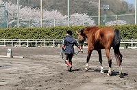 城山地区（サッカー場、馬場、多目的グラウンド）