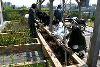 屋上緑化維持管理プロジェクト