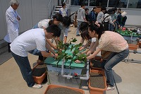法政大学サツマイモプロジェクト