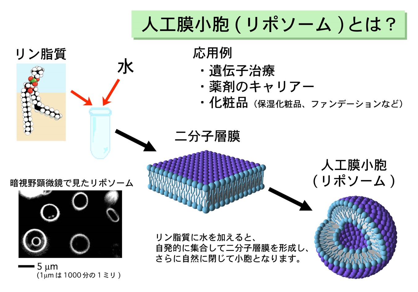 人工膜小胞（リポソーム）について