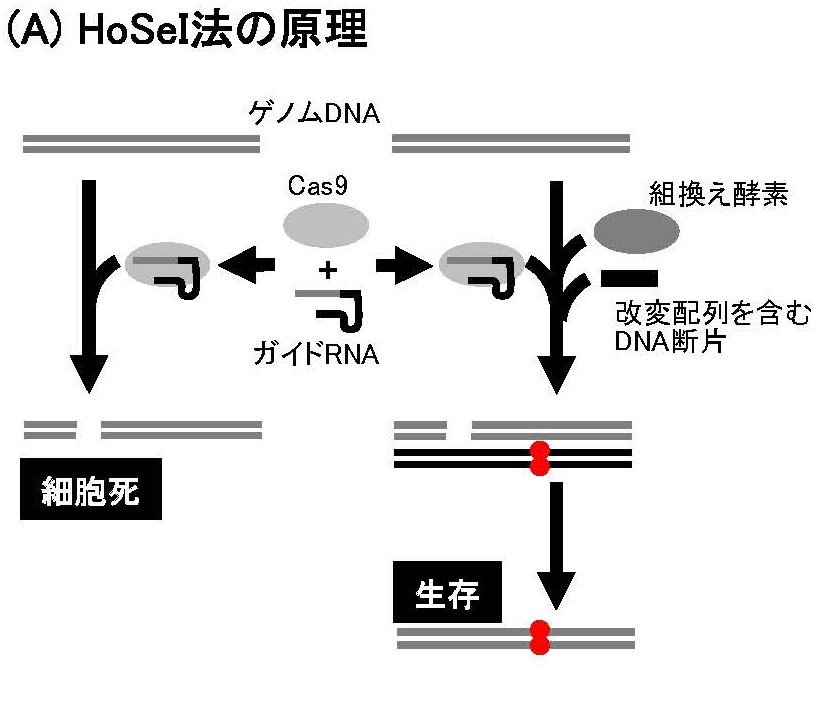 HoSeI法の原理