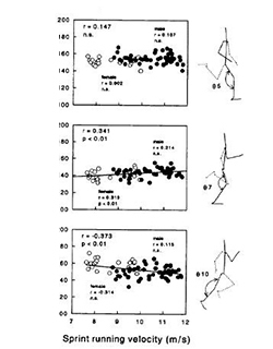 図1　接地中の膝関節角度 <br>（100m中間疾走局面における疾走動作と速度との関係：伊藤ら，1998）