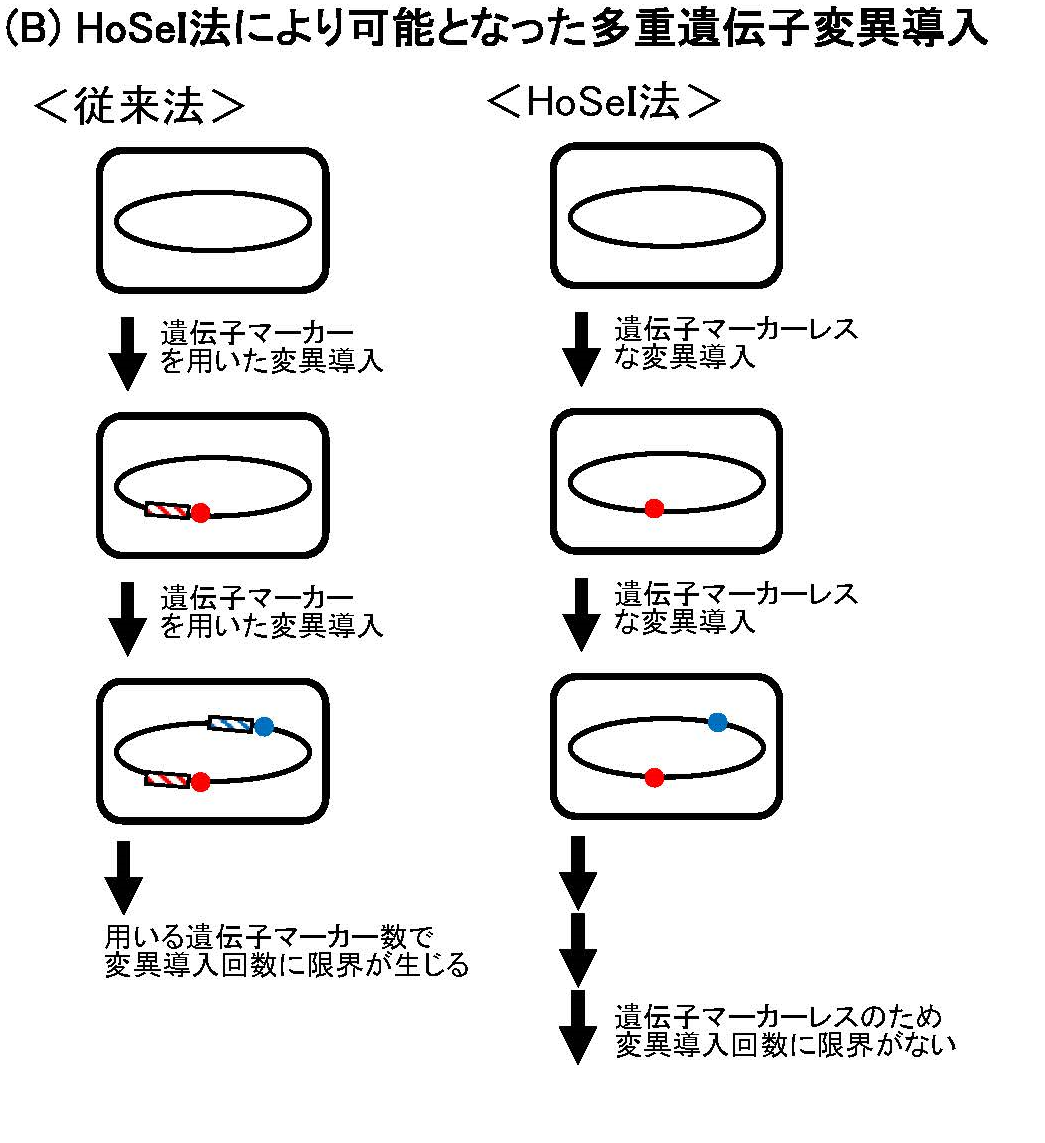 HoSeI法により可能となった多量遺伝子変異導入