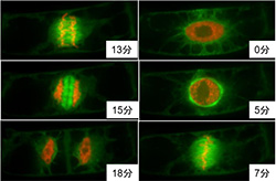 蛍光タンパク質を使って、植物細胞内の微小管（緑色）と染色体（赤色）を可視化し、その構造変化を追跡した様子。微小管で構成された紡錘体の動きにより、染色体が分離され、細胞が分裂する。
