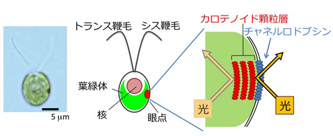 図1