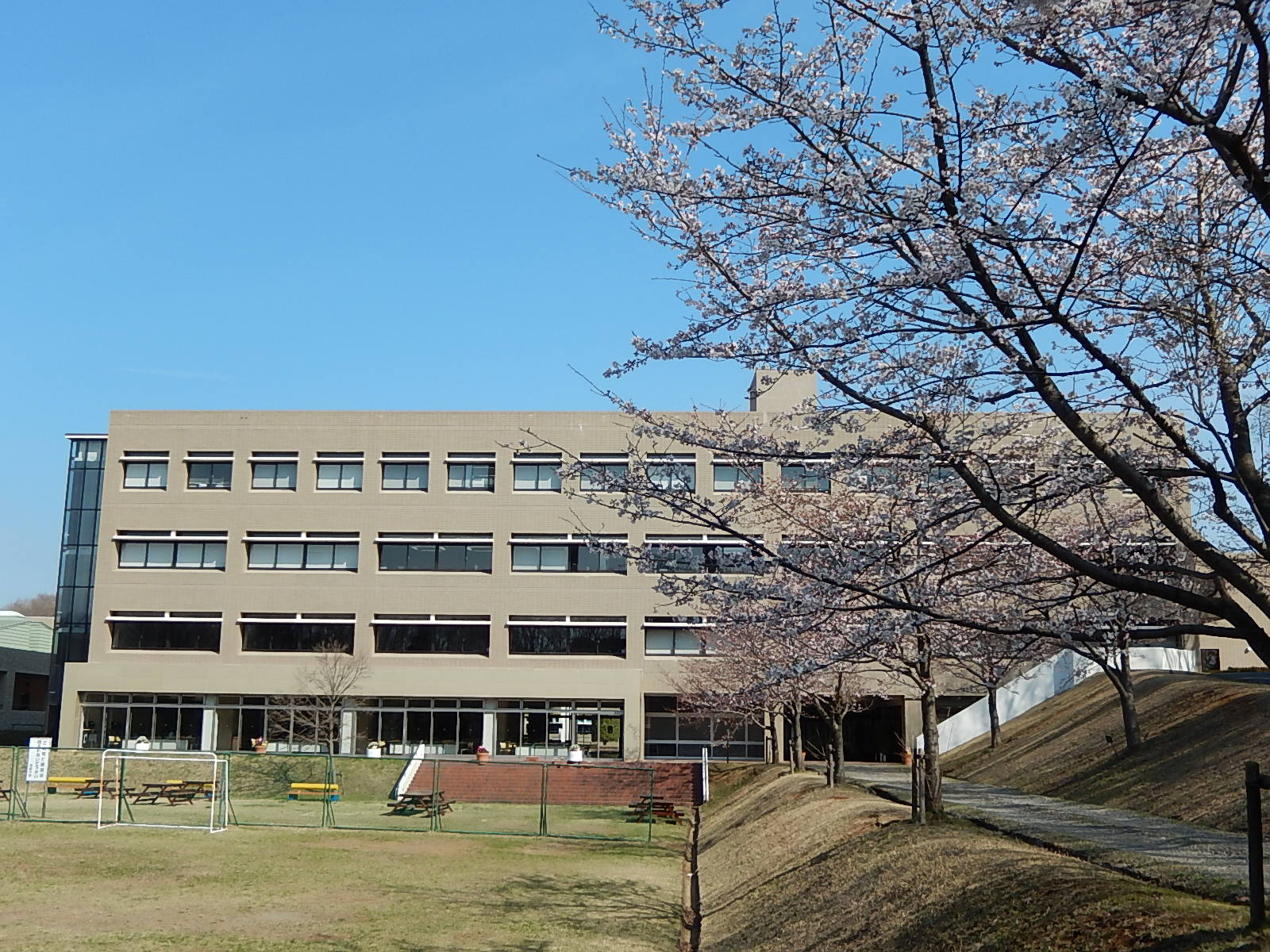 現代福祉学部棟前の桜も新入生を歓迎