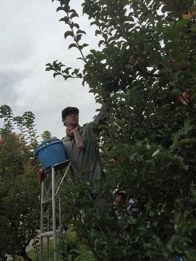 鰺ヶ沢でのリンゴの収穫の様子