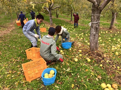 鰺ヶ沢町でのリンゴの収穫