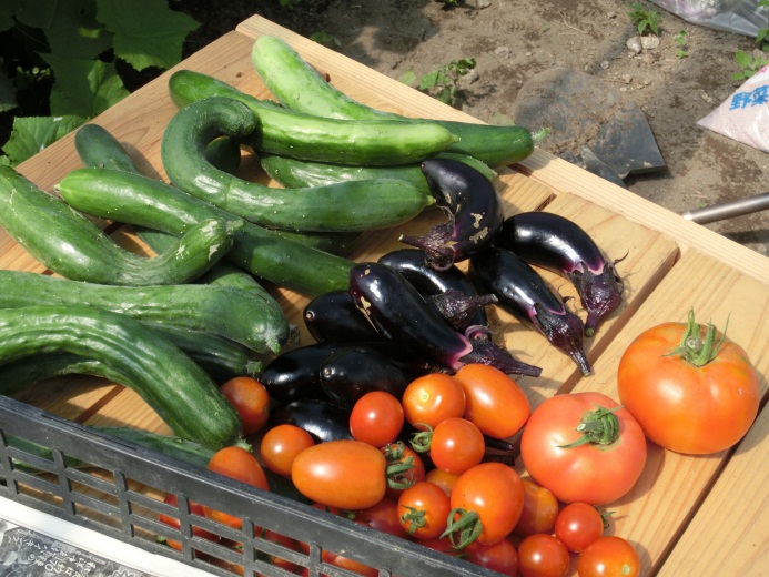 にっこり団地農園で採れる野菜