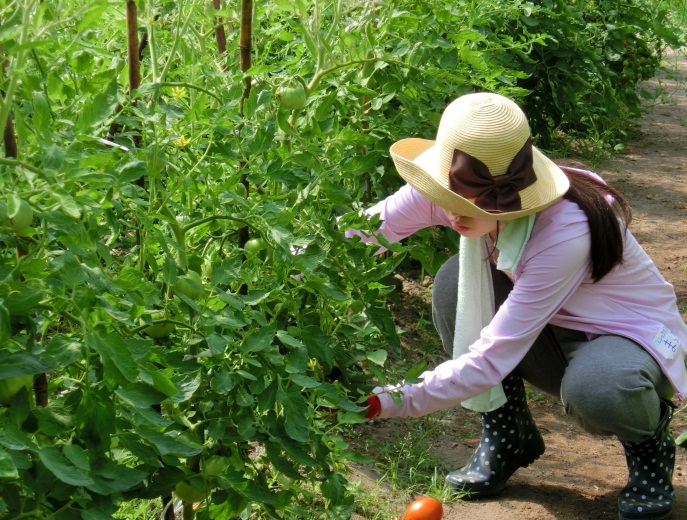 野菜の収穫