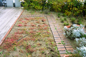 苗を植える前の花壇