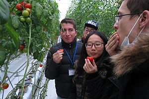 トマトハウスで収穫体験をする交換留学生たち