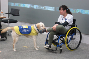 介助犬が靴下を脱がせている様子