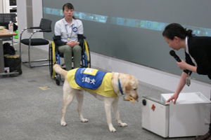 介助犬が飲料を取り出すため冷蔵庫を開けている様子