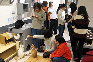 餌やり後の参加学生と猫のふれあい