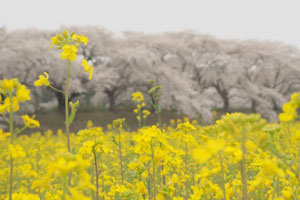 参加学生が撮影した菜の花とサクラの風景