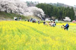 一面の菜の花畑を撮影する参加学生