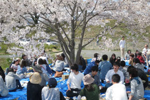 桜のしたで町民の方とお花見