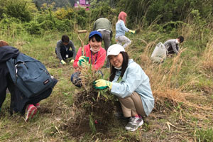 外来種植物であるオオキンケイギクを根こそぎ駆除