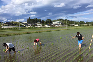 6月に実施した田植え