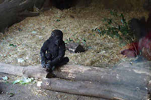 上野動物園にて2017年10月9日に誕生したニシゴリラの「リキ」