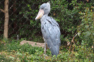 アフリカ中央部の奥地に生息し、サギとコウノトリとペリカンの特徴をあわせもったハシビロコウ。野生では、沼地のほとりでほとんど動かずに獲物の魚をじっと待ち続けます。