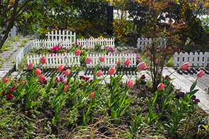 入口付近の花壇にはアリッサムラベンダー、スミレ、白妙菊、ネメシアラベンダー、ジプソフィラジプシー 、ディープローズ、デージーレッド、ネメシア ピンクが咲き誇っています