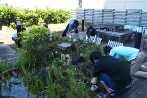 ひょうたん池の周りにラベンダーが登場