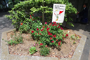 会場前の花壇は夏の植え替えを楽しみにしています