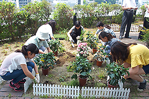 ブーゲンビリアを中心にした花壇にメンバーがハイビスカスを植え付けています