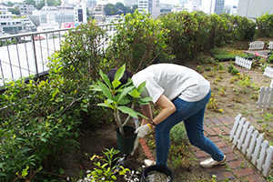 出入口付近の花壇にはプルメリアの苗