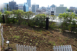 間引きをした「ひまわり」の苗を再び植え付けてみました