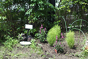 鳥の水飲み場の周りにお花を植えてくださいました