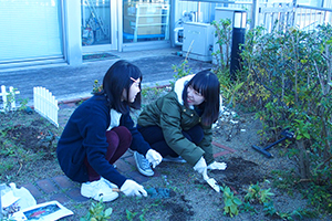 星型の花を咲かせる「トリテレイア」