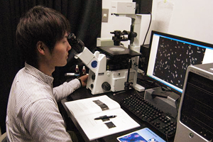 蛍光顕微鏡で細胞内の融合タンパク質を観察している