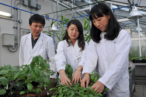 温室班。植物の播種、植え替えも研究に欠かせない作業の一つ