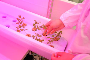 研究室内でゼオライトを用いて栽培中の小松菜とベビーリーフ。LED照明と水だけで成育している